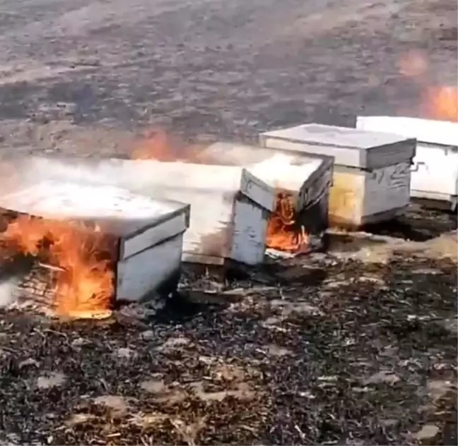 Kırklareli'nde anız yangınında arılar telef oldu