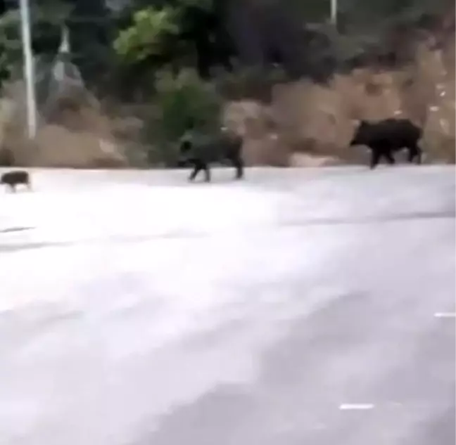 Aç kalan domuz sürüsü şehre indi