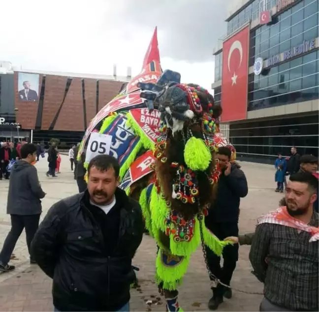 Biga'da Deve Güzeli Yarışması