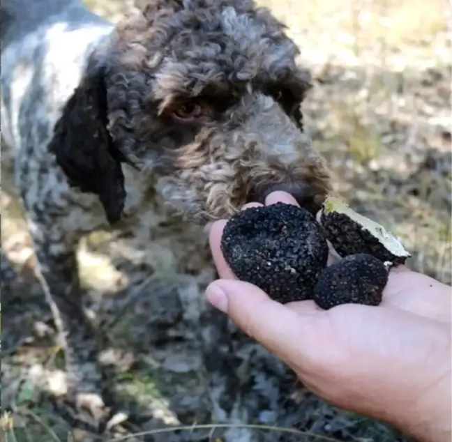 Av köpekleri ile 3 bin 500 Euro değerinde trüf mantarı bulundu