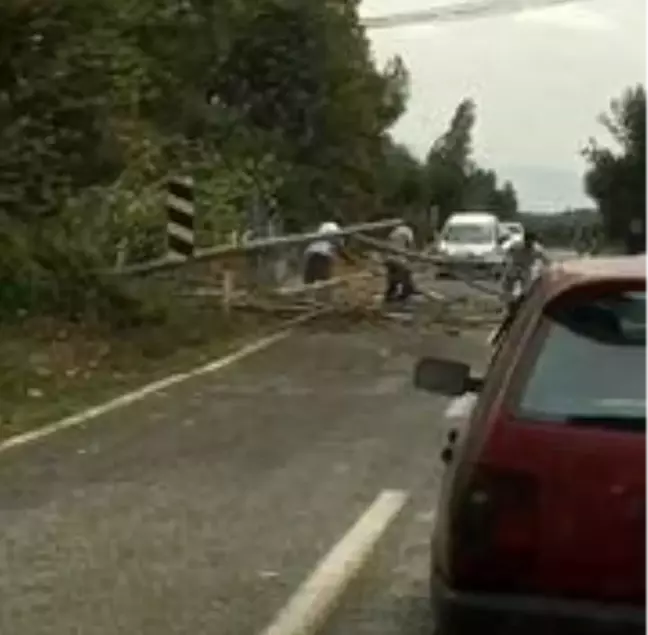 Bursa'da rüzgar ağaçları devirdi, yol trafiğe kapandı