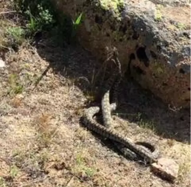 Nadir görülen yılanların dansı görüntülendi