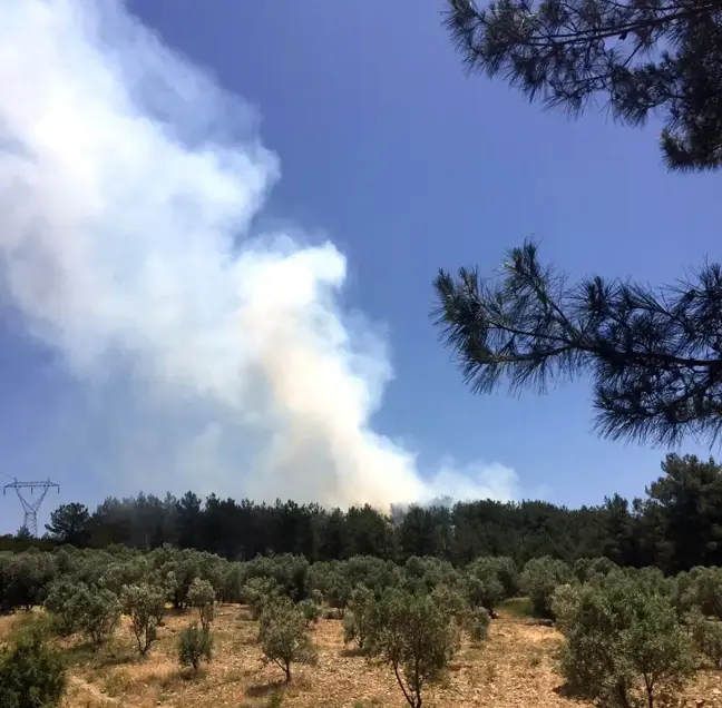 Muğla'da orman yangını