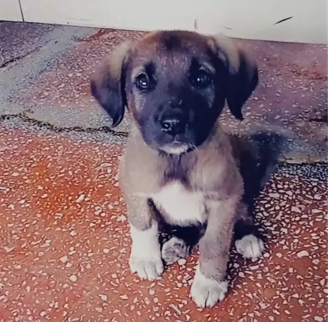 Yavru köpeği çuvala koyup, ağzını sıkı sıkıya bağladılar