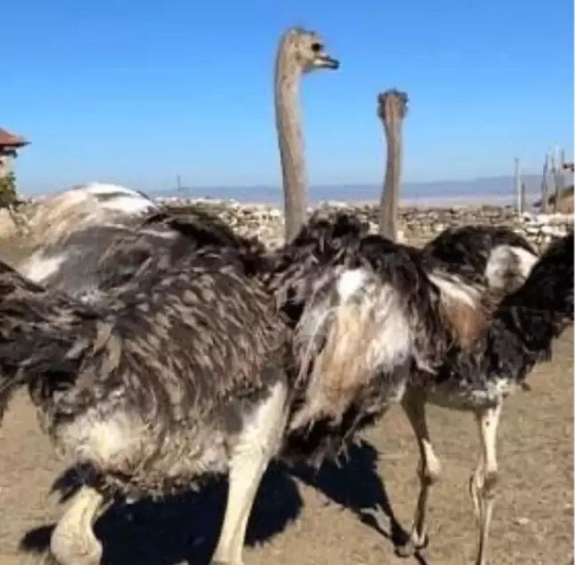 Eskişehir'de Kaçan Deve Kuşları İçin Arama Çalışmaları Başlatıldı