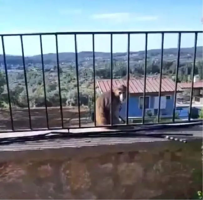 Muğla'da Sokakta Dolaşan Maymun Alarm Yarattı