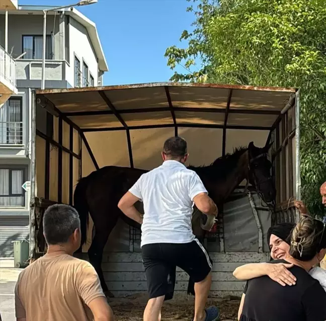 Bursa'da yaralı ve bitkin halde arabaya koşulan at, hayvan bakım evine alındı