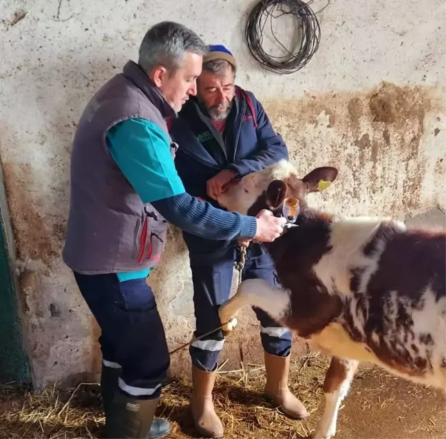 Aydın'da Şap Hastalığıyla Mücadele Sürüyor