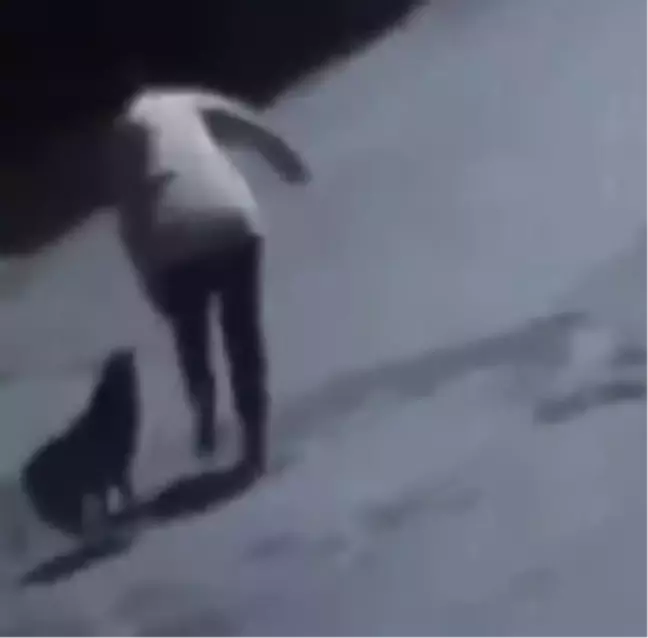Tekirdağ'da Sokak Köpeği Kadını Isırdı
