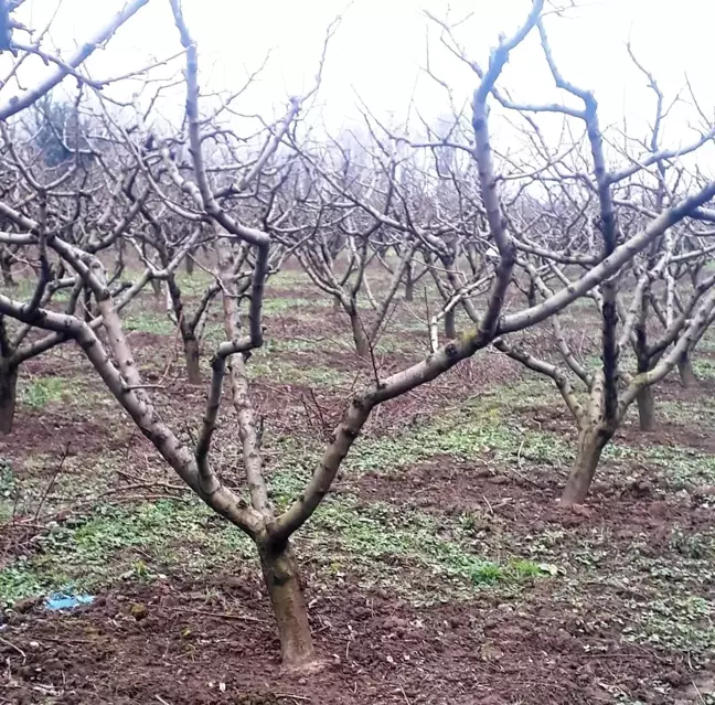 Samsun'da Şeftali, Kiraz ve Vişne Üretimi Hakkında Açıklama