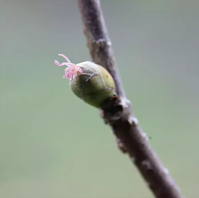 Karadeniz'de Fındık Üreticileri Zirai Don Endişesi Yaşıyor