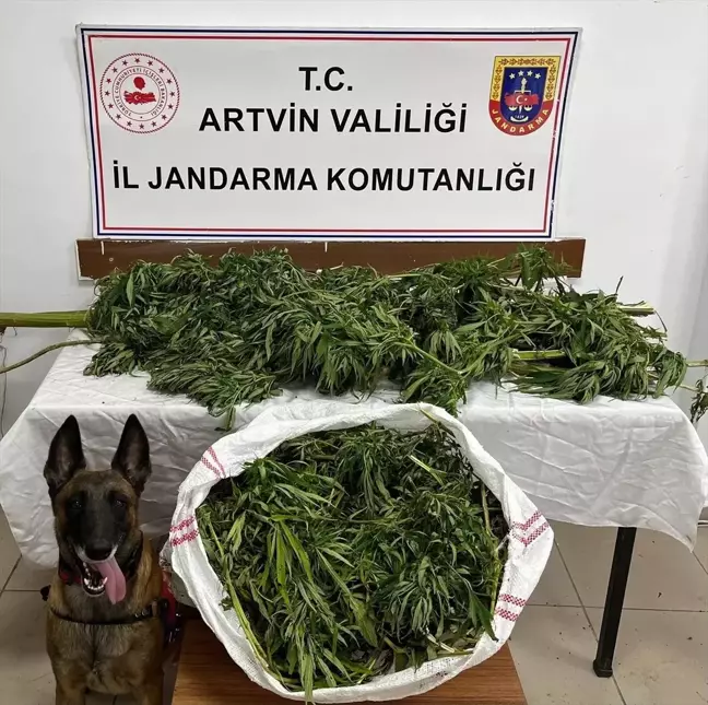 Artvin'de 15,5 Kilogram Esrar Ele Geçirildi, 1 Tutuklama