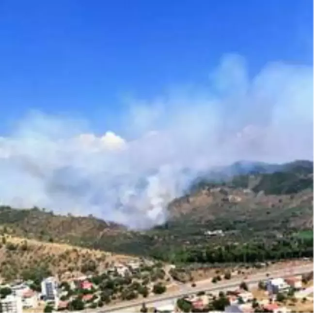 Milas'ta orman yangını