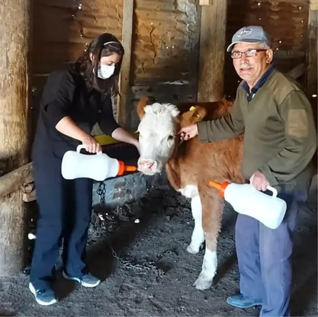 İmranlı'da Yaşasın Buzağılar Projesi kapsamında biberon dağıtıldı
