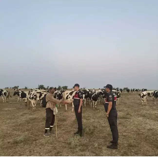 Kırklareli'nde Kaybolan 97 Büyükbaş Hayvan Dron Yardımıyla Bulundu