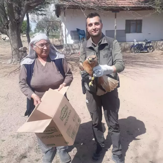Yaralı Kızıl Şahin Tedavi Altına Alındı