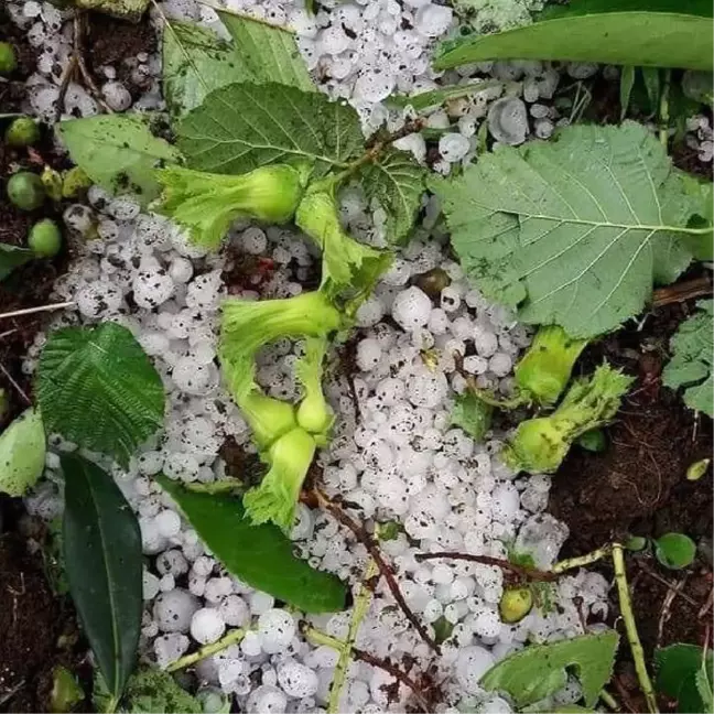 Ordu'da araçları doludan korumak için tahtalı önlem