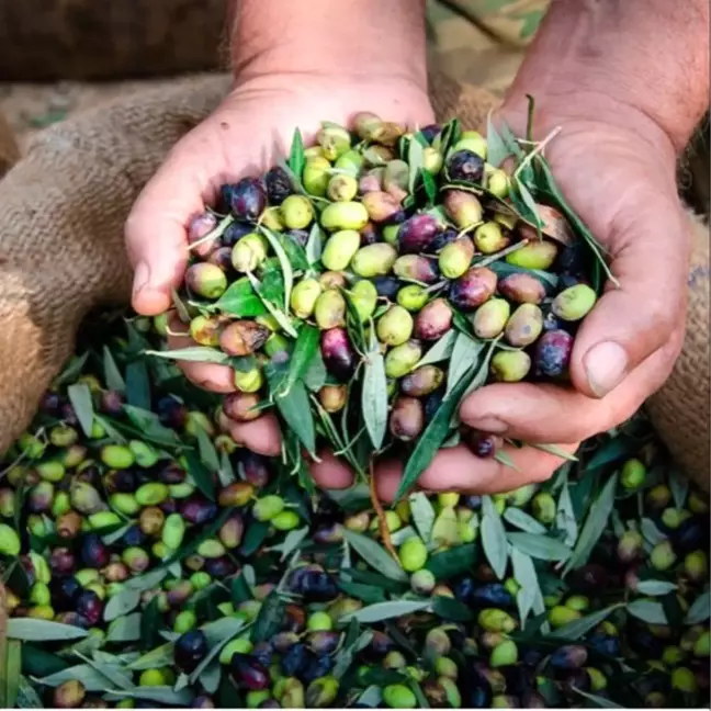 Zeytin ne zaman toplanır?