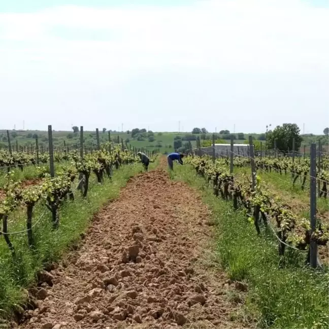 Kırklareli'nde bağ, kanola ve hububat tarlaları inceledi