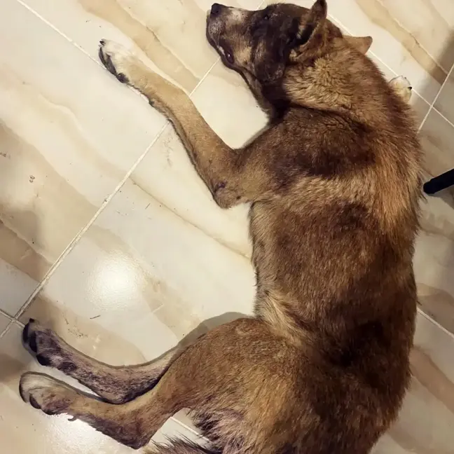 Av tüfeği ile vurulan köpeğin vücudunda 100'den fazla saçma tespit edildi