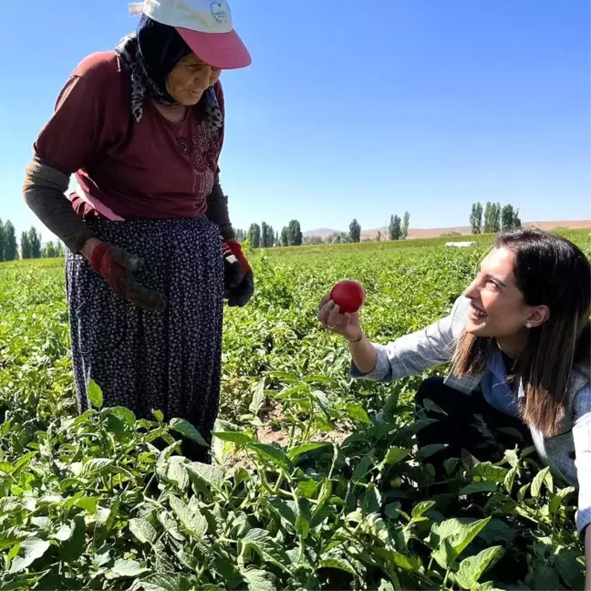 Eskişehir Beylikova'da Kaymakam Domates Hasadına Katıldı