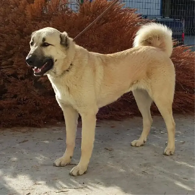 OMÜ Veteriner Fakültesi'nden Kangal Köpekleri İçin Desteklenen Proje