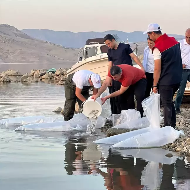 Şırnak'ta Su Kaynaklarının Balıklandırılması Projesi kapsamında yavru sazan balığı bırakıldı