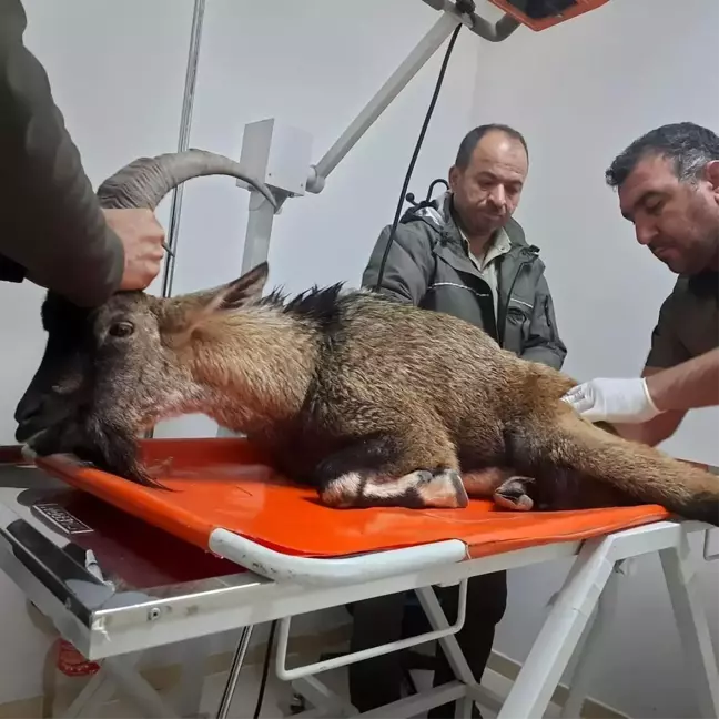 Adıyaman'da yaralı dağ keçisi tedavi altına alındı