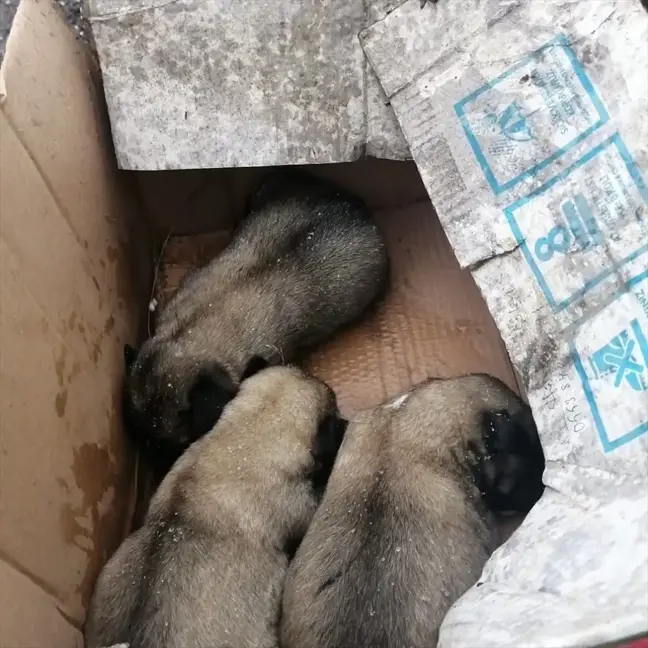 Bingöl'de bakıma muhtaç köpek ve 9 yavrusu koruma altına alındı