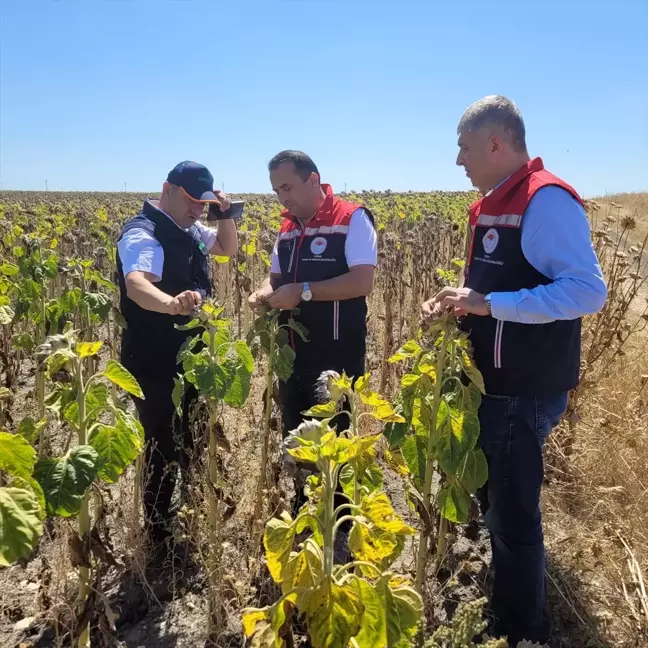 Tarım ve Orman Bakanlığı Bitkisel Üretim Genel Müdürü Edirne'de Ayçiçeği Tarlalarını İnceledi