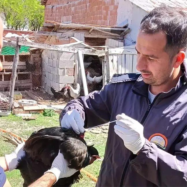 Afyonkarahisar'da Sağlıklı Yumurta Üretimi ve Kuş Gribi Çalışmaları Devam Ediyor