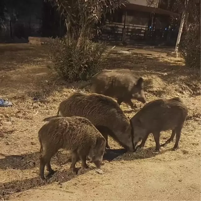 Yaban Domuzları Didim'e İndi