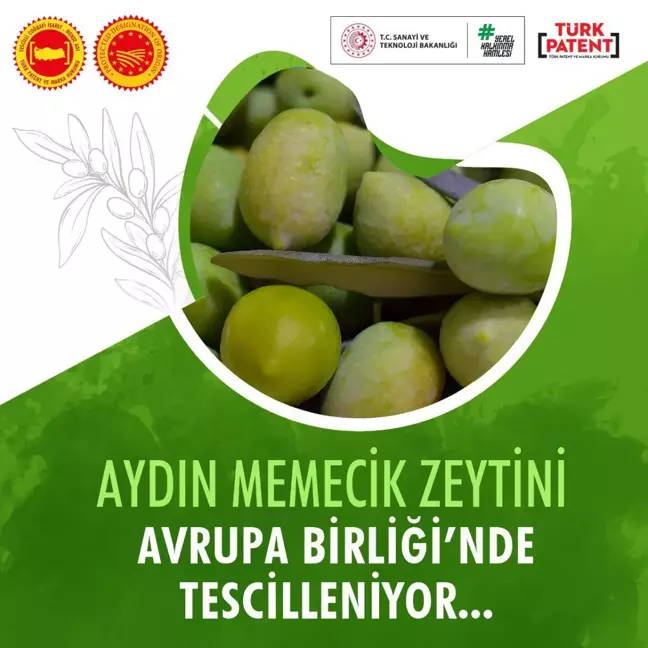 Aydın Memecik Zeytini, Avrupa Birliği'nde Tescil Sürecinin Son Aşamasına Geldi