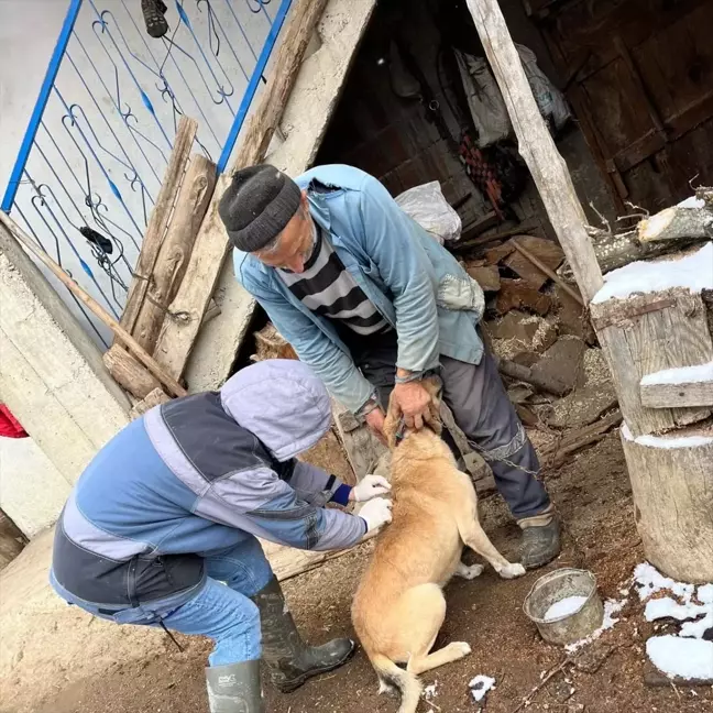 Yığılca'da Sahipli Kedilere ve Köpeklere Aşılama Çalışmaları Devam Ediyor