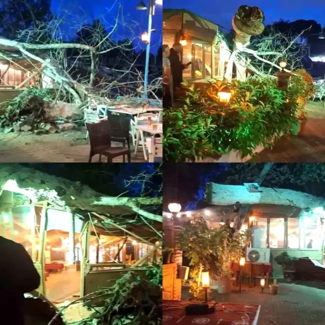 Mersin'de Devasa Ağaç Devrildi, 2 Kişi Yaralandı