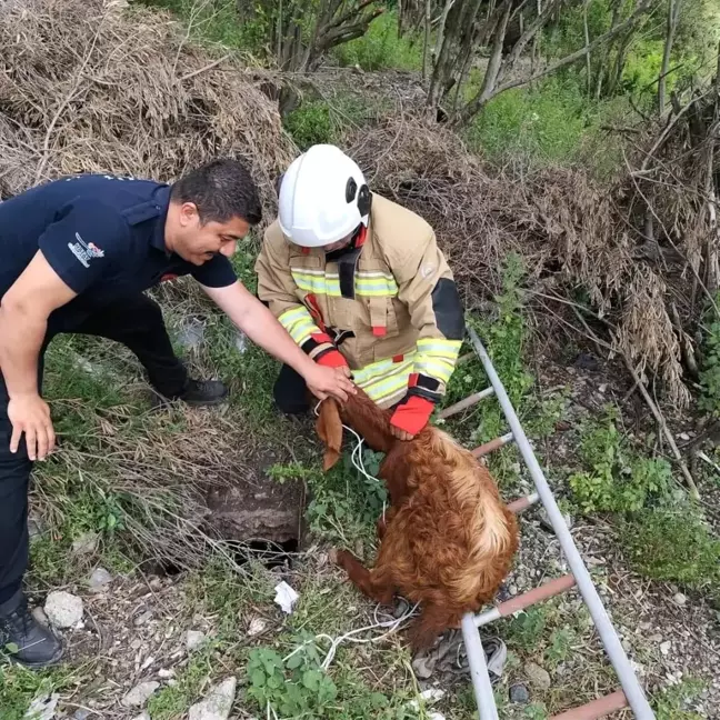 Hatay'da Çukura Düşen Keçi İtfaiye Ekipleri Tarafından Kurtarıldı