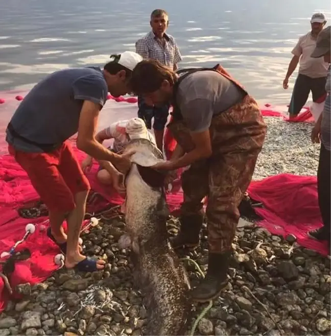 İznik Gölü'nde 1.70 Metre Boyunda Yayın Balığı Yakalandı