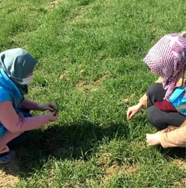 Hisarcık'ta hububat ekili alanlarda fenolojik gözlem