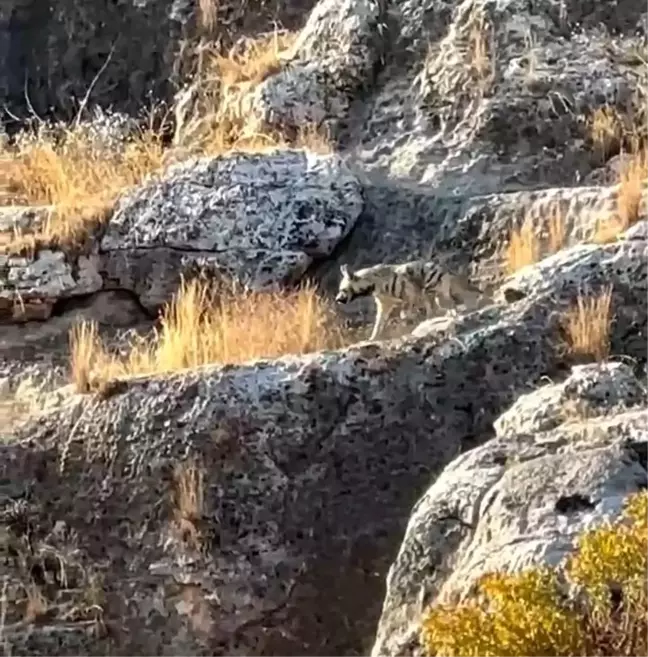 Adıyaman'da Nesli Tehlikede Çizgili Sırtlan Görüntülendi