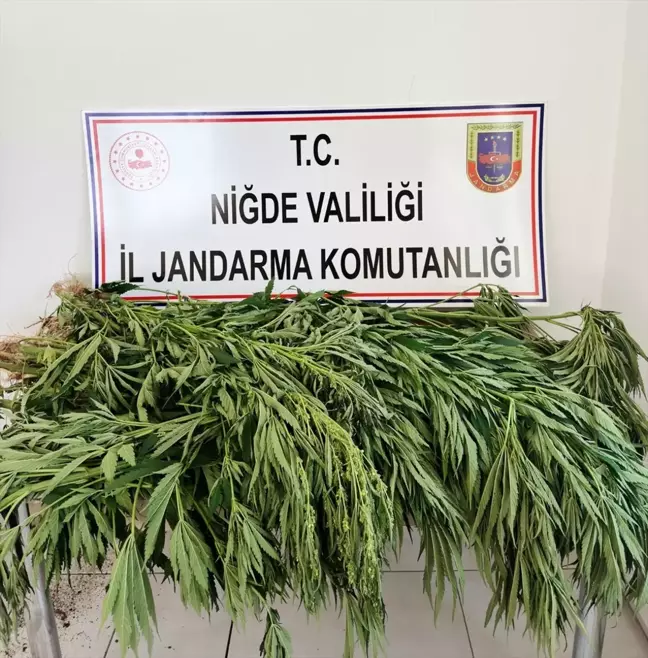 Niğde'de Uyuşturucu Operasyonu: 128 Kök Kenevir Ele Geçirildi