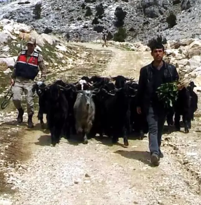 Ahırdan Kaçan Keçileri Jandarma Buldu