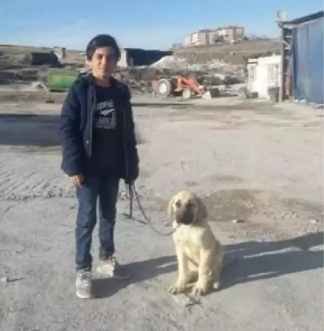 Köpeklerin saldırısında yaralanan Enes, hayati tehlikeyi atlattı