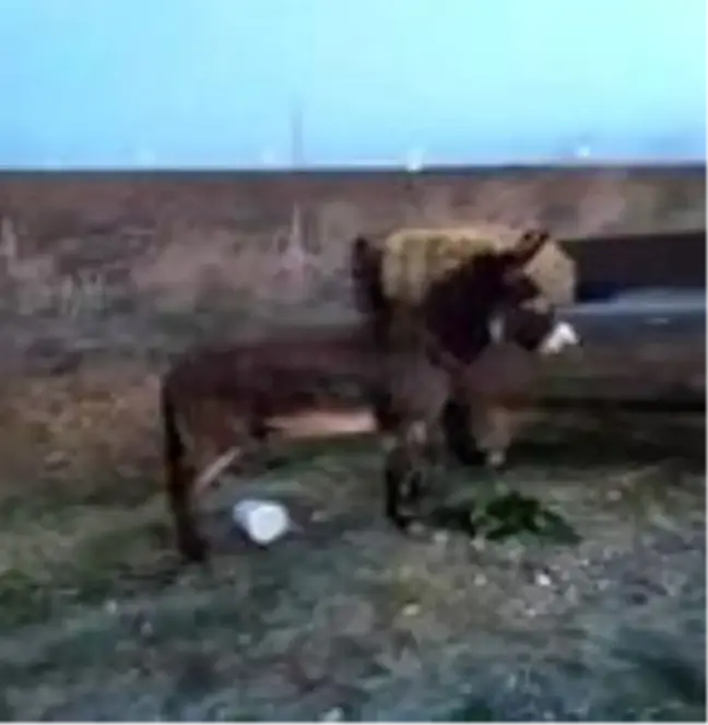 Silivri'de metrelerce asfaltta sürüklenen eşek ve köpeği hayvanseverler kurtardı