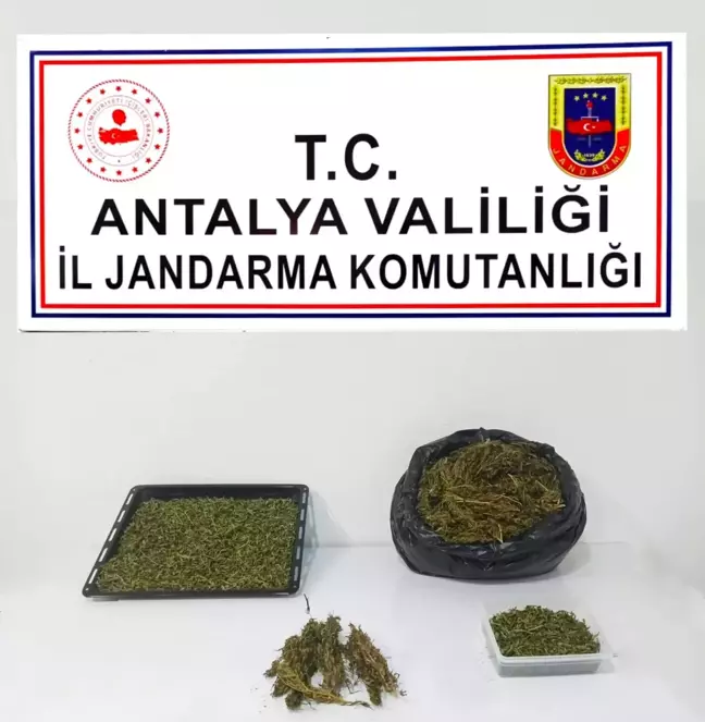 Alanya'da uyuşturucu ticareti yapılan eve baskında 1 kilo 500 gram esrar ele geçirildi