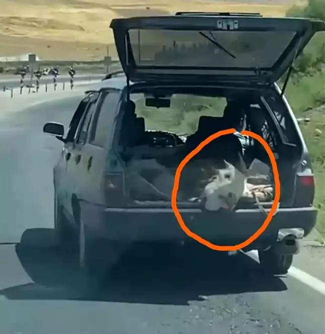 İneği çanta gibi otomobilin bagajında taşıdılar