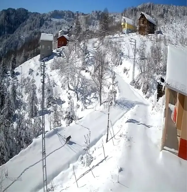 Kastamonu'nun Devrekani ilçesinde köye inen kurt güvenlik kamerasına yansıdı