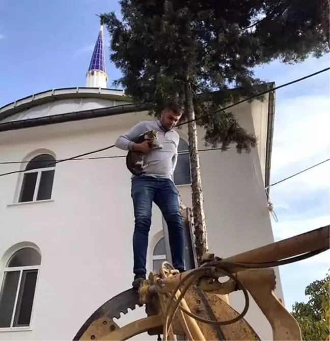 Ağaçta mahsur kalan kedi kurtarıldı