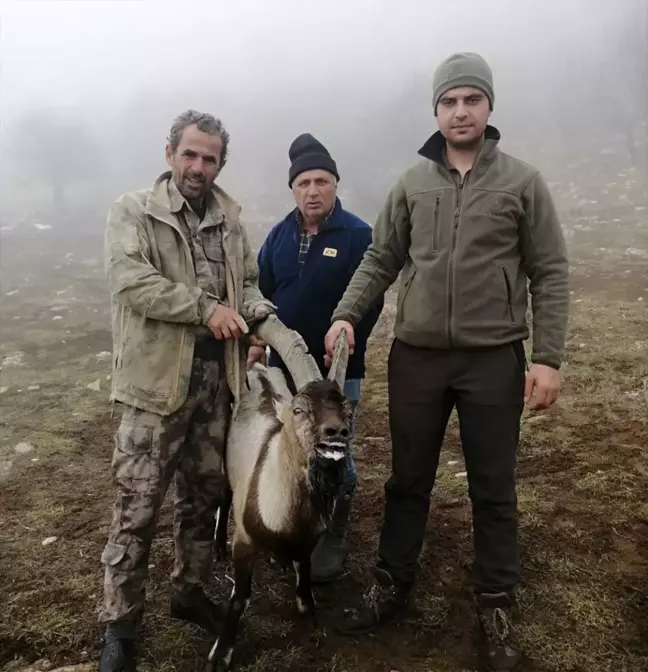 Yaralı Yaban Keçisi Tedavi İçin DKMP'ye Teslim Edildi