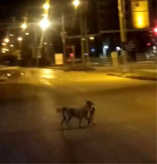 Elazığ'da sokak köpeği kediyi parçalayarak götürdü