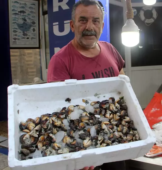 Sinop'ta Yengeç Bolluğu: Kilogramı 75 Liradan Satılıyor